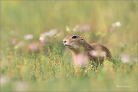 <p>SYSEL OBECNÝ (Spermophilus citellus) --- /European ground squirrel - Europäisches Ziesel/</p>